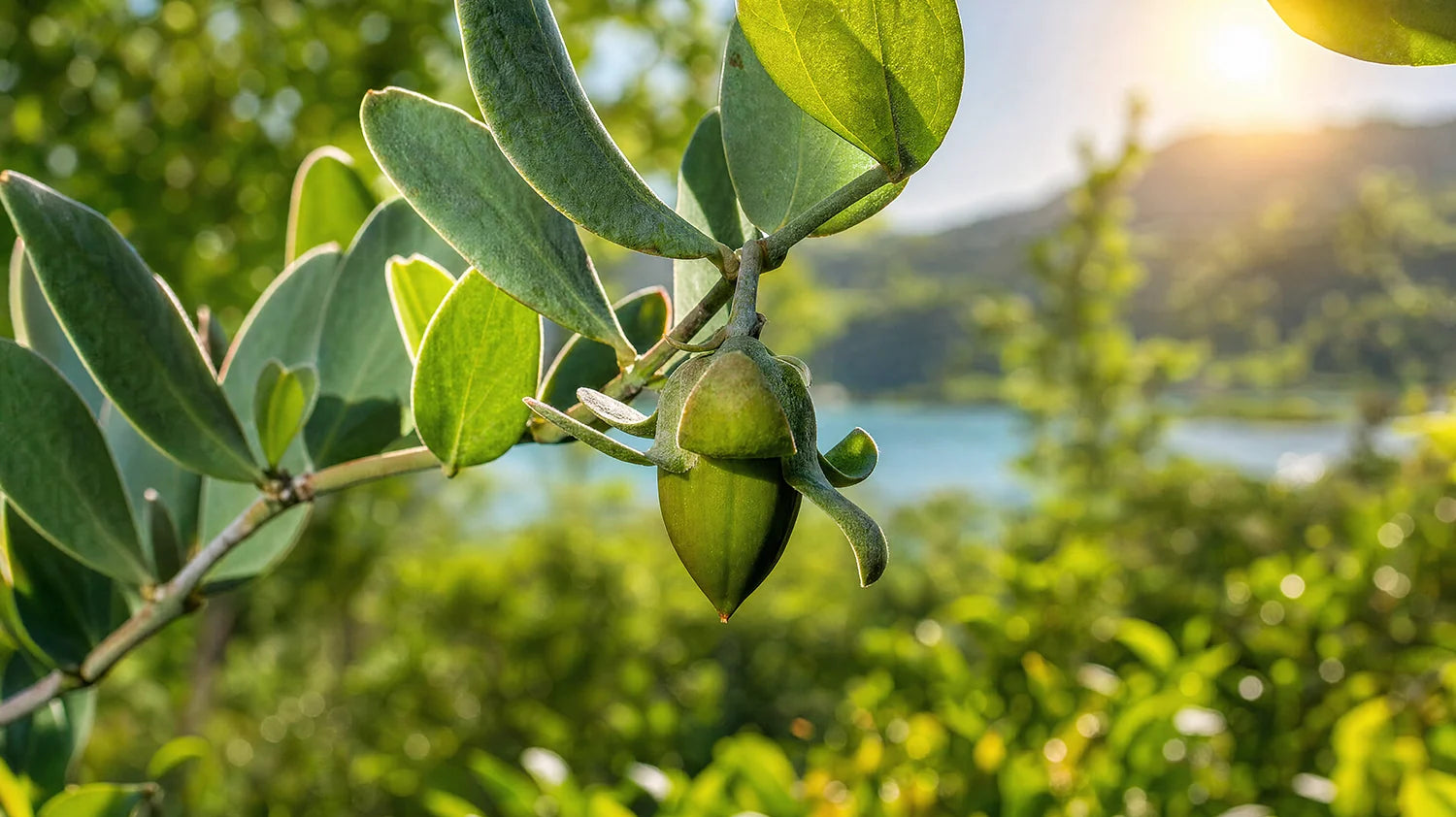The skin benefits of Jojoba Oil