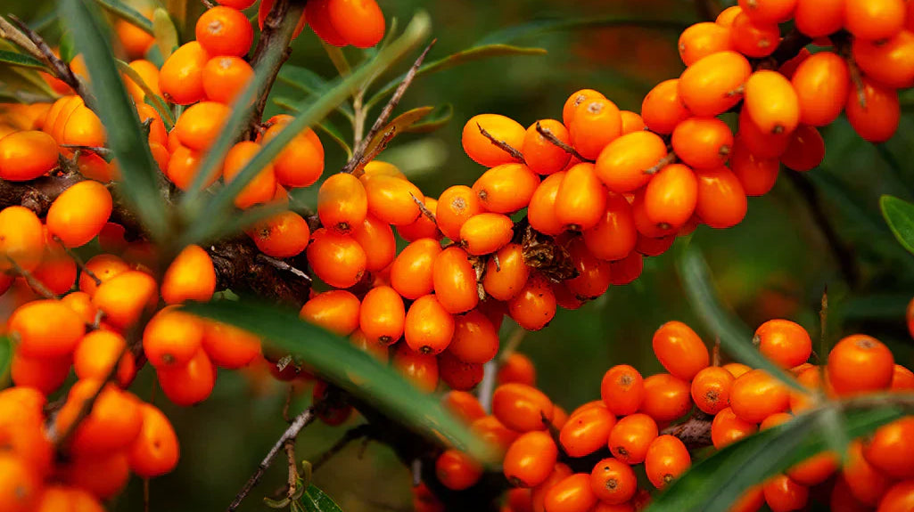 The Superberry that transforms your skin.