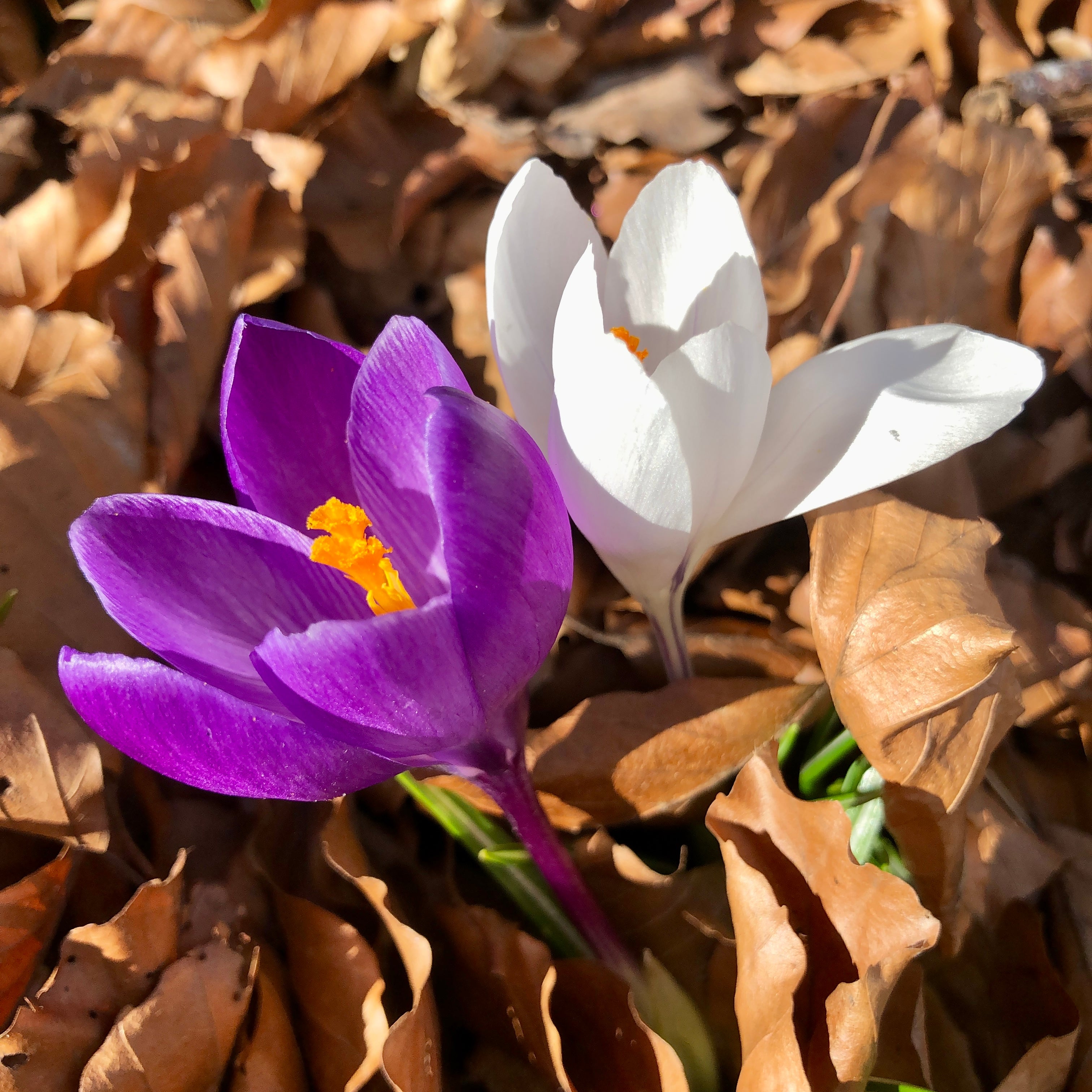 ISUN Spring Inspiration blog