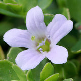 Brahmi