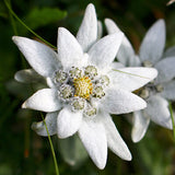 Edelweiss
