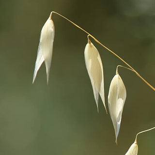 Betaglukan