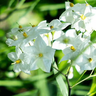 Jasmin