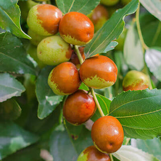 Jojoba