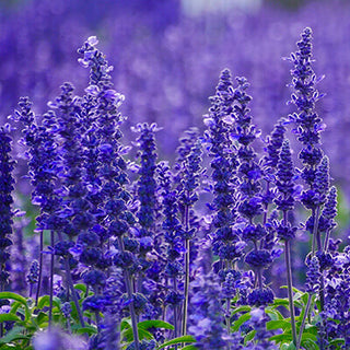 Lavendel