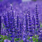 Lavendel