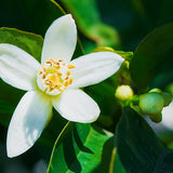 Neroli