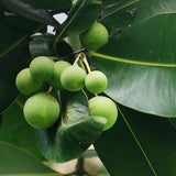Tamanu