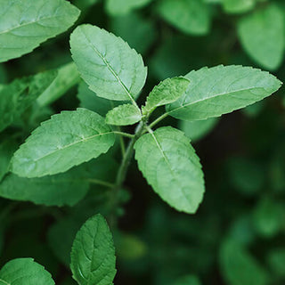 Tulsi