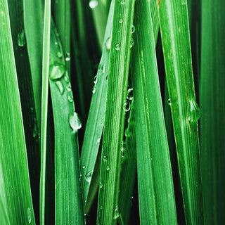 Vetiver
